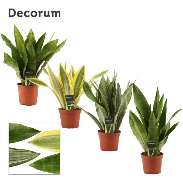 Sansevieria Aubrytiana 14 cm Mix (Decorum), D 14