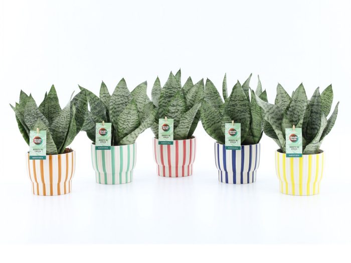Sansevieria Black Coral in Pastel Stripe, D 13