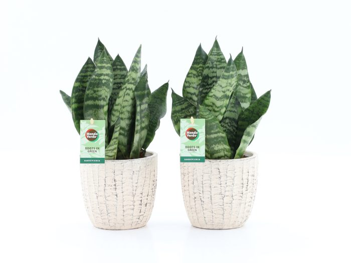 Sansevieria Black Coral in Sculpture keramiek, D 13