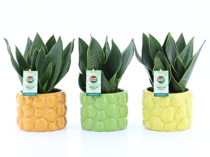 Sansevieria Black Diamond in Dolce Frutta, D 15