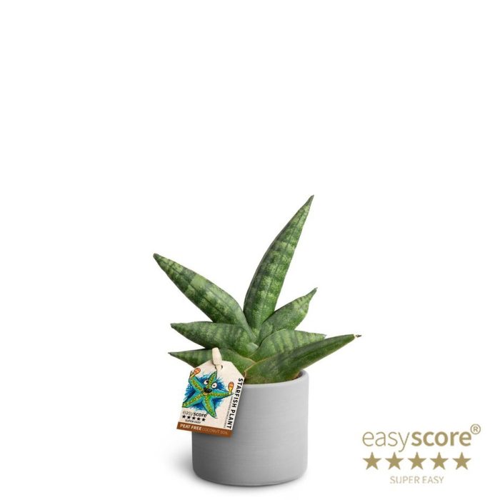 SANSEVIERIA BONCELLENSIS 40630054 Raw Grey, D 7
