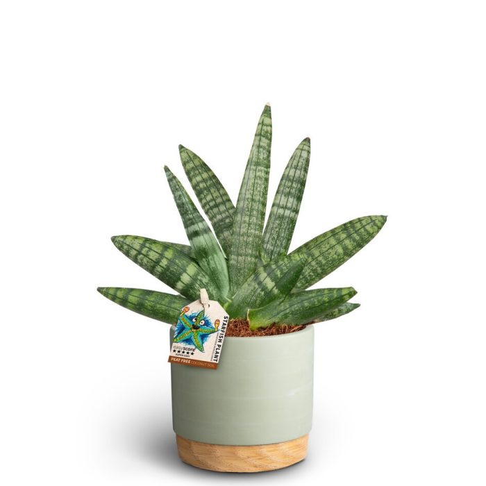 SANSEVIERIA BONCELLENSIS 40930086 WB G, D 10