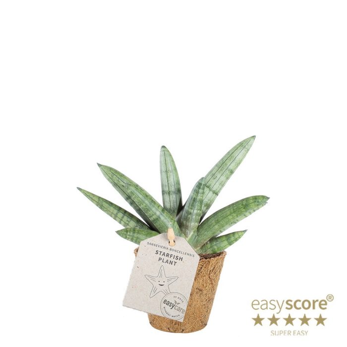 SANSEVIERIA BONCELLENSIS COCOZ, D 9