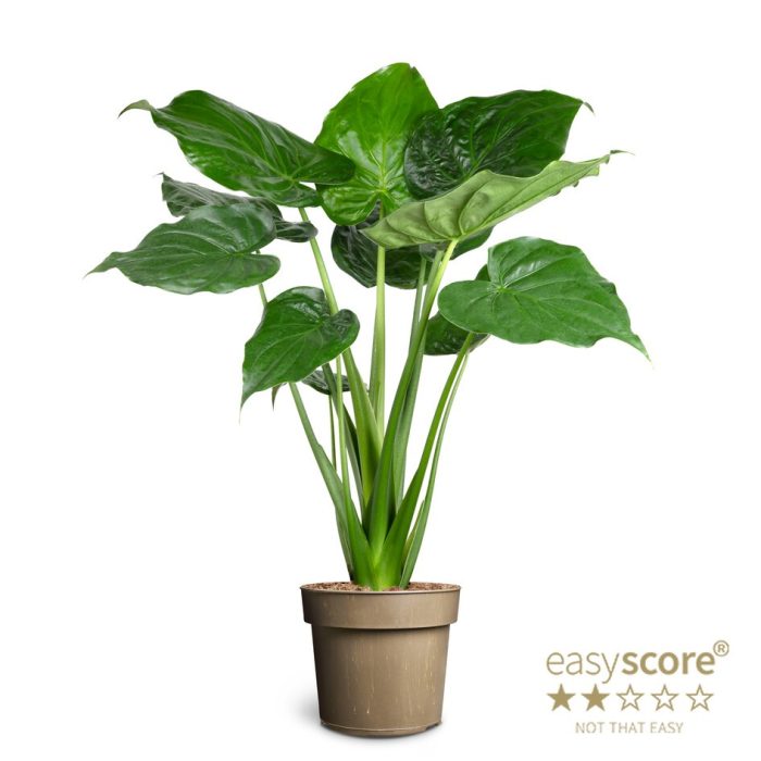 Alocasia cucullata, D 24