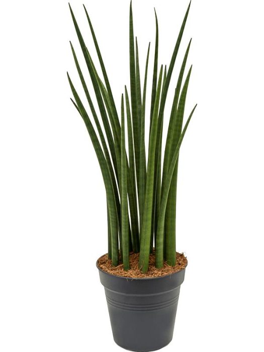 Sansevieria cylindrica 'Spikes', D 19