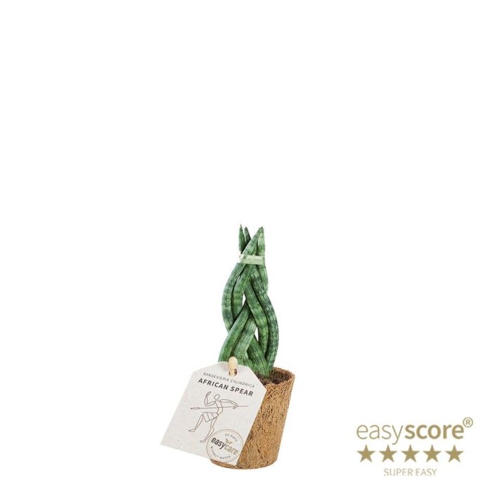 Sansevieria cylindrica ´Braid´ - COCOZ, D 6