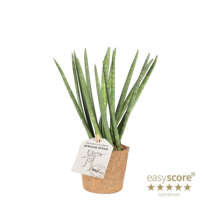 Sansevieria cylindrica ´Spaghetti´ - COCOZ, D 9