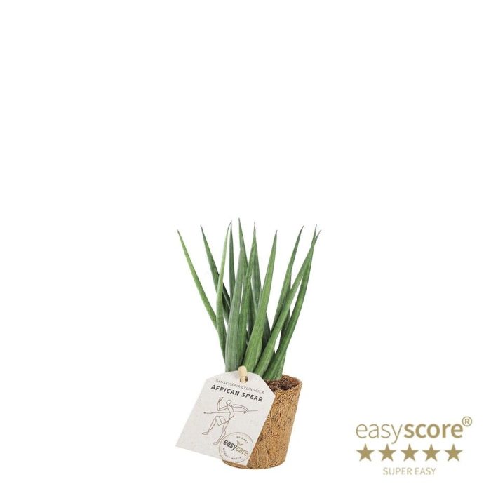 Sansevieria cylindrica ´Spaghetti´ - COCOZ, D 6