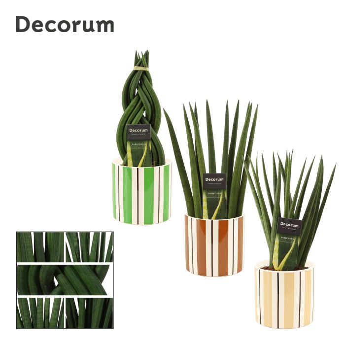Sansevieria Cylindrica 12 cm Mix in Beau (Natural bubble-collect, D 12