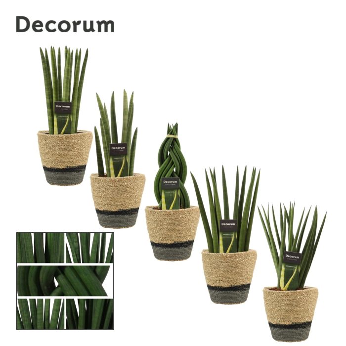Sansevieria Cylindrica 12 cm Mix in Hanoi mand grijs (Deco-col.), D 12