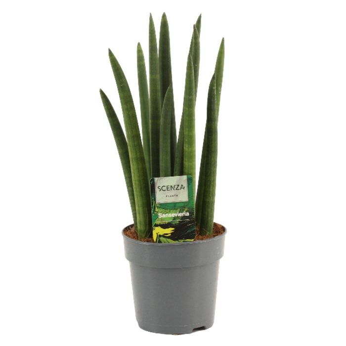 Sansevieria Cylindrica 12 cm Rocket, D 12