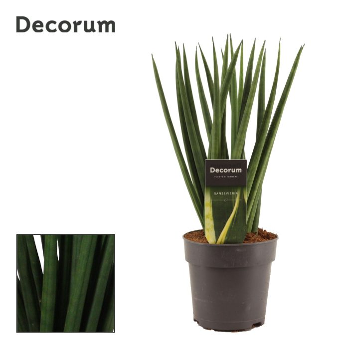 Sansevieria Cylindrica 12 cm Spaghetti (Decorum), D 12