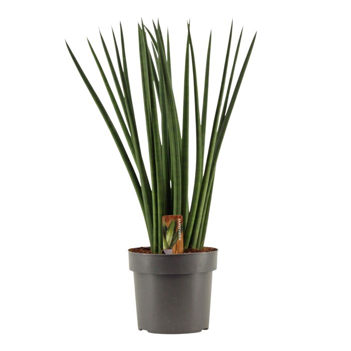Sansevieria Cylindrica 17 cm Spaghetti, D 17