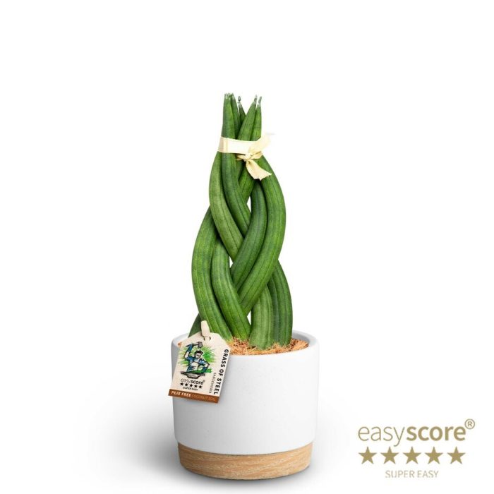 SANSEVIERIA CYLINDRICA 40931189 Woodbase Wh. S. Braid, D 9