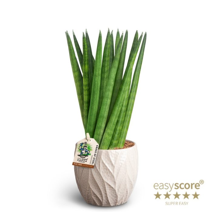 SANSEVIERIA CYLINDRICA 40931637 Leaf S Spaghetti, D 10