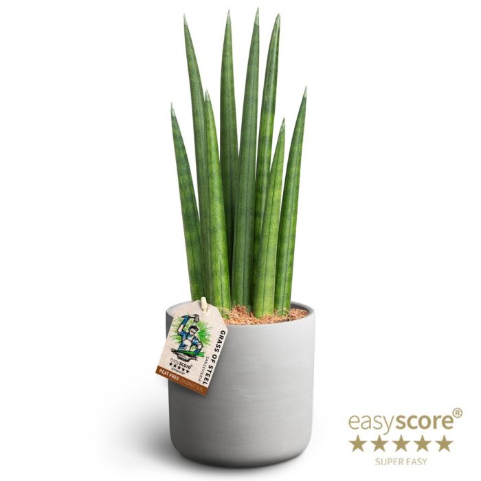 SANSEVIERIA CYLINDRICA 41131554 Raw Grey Rocket, D 12