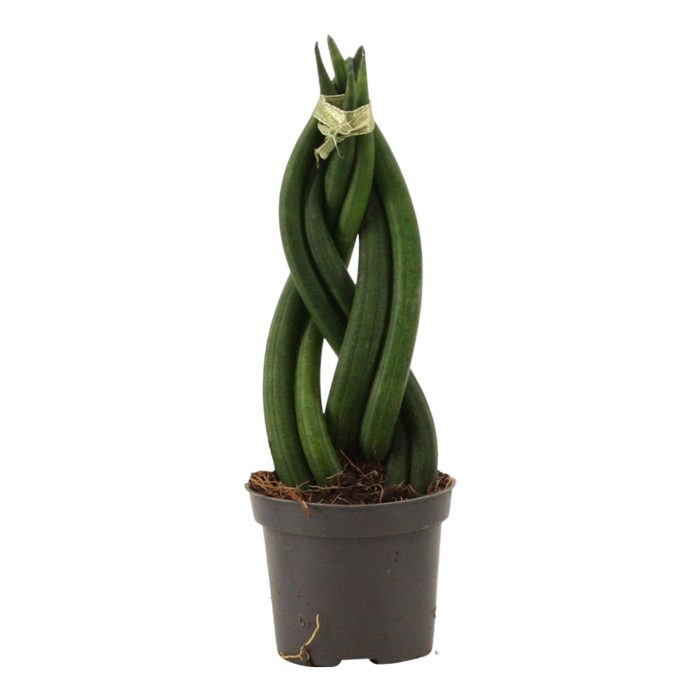 Sansevieria Cylindrica 6 cm Braid, D 6