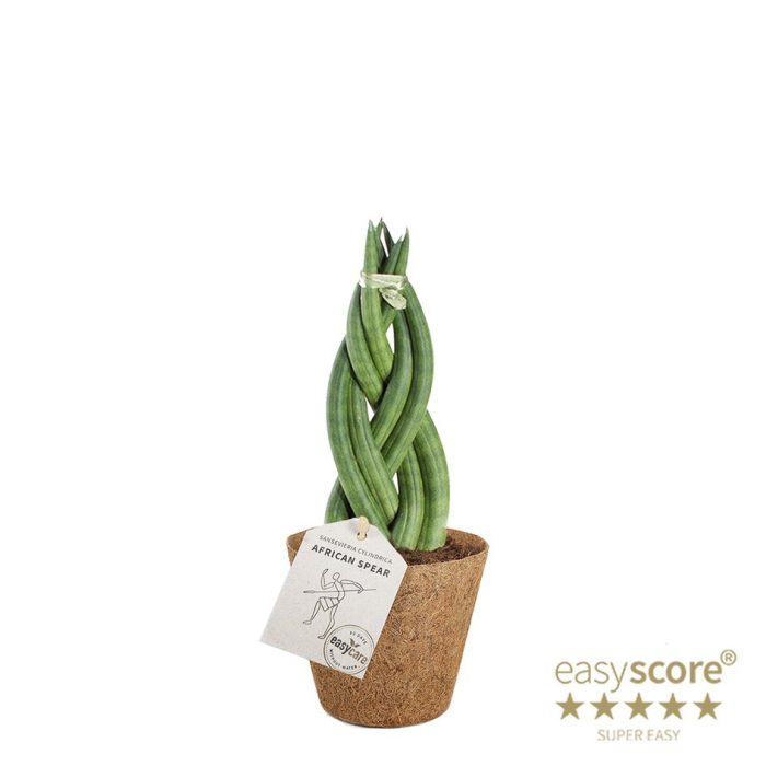SANSEVIERIA CYLINDRICA Braid COCOZ, D 9