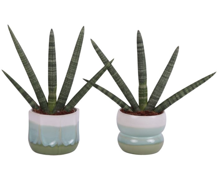 Sansevieria Cylindrica Handshake in Ø15cm Ceramic FB675, D 15