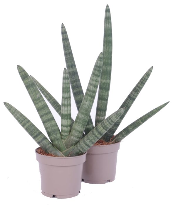 Sansevieria Cylindrica Handshake Ø12cm, D 12