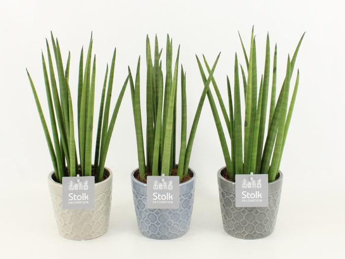 Sansevieria Cylindrica in Gaia keramiek, D 13