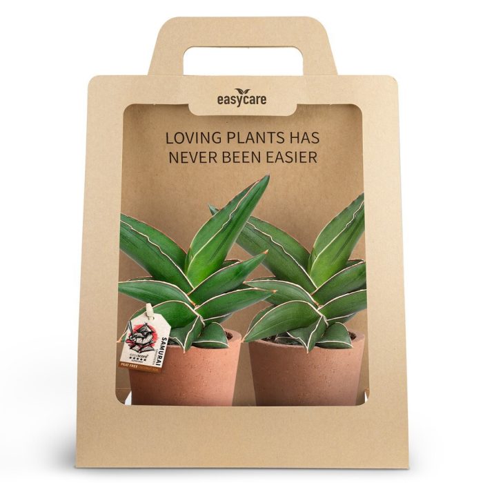 SANSEVIERIA EHRENBERGII 30990015 2-Pack Raw Terracotta, D 10