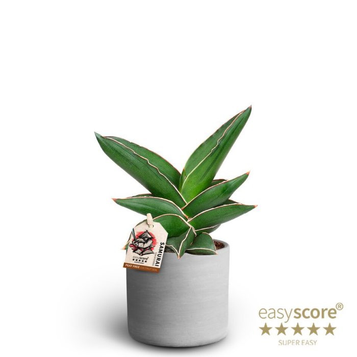 SANSEVIERIA EHRENBERGII 40935054 Raw Grey Samurai, D 10