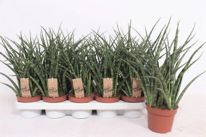 Sansevieria Fernwood Punk, D 12