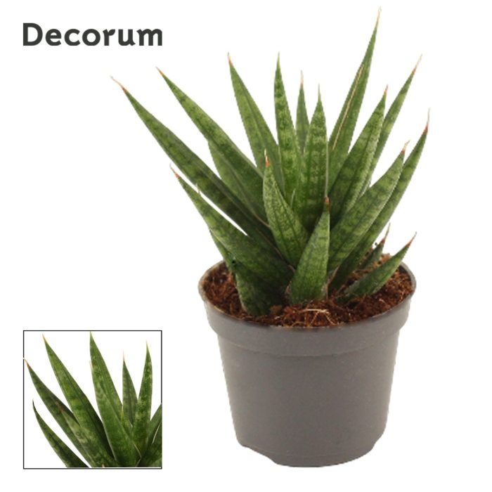Sansevieria Francisii 6 cm (Decorum), D 6