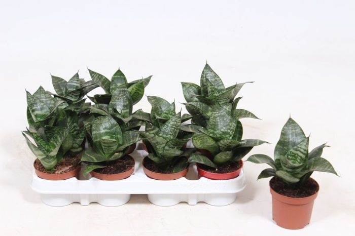 Sansevieria Hahnii, D 9
