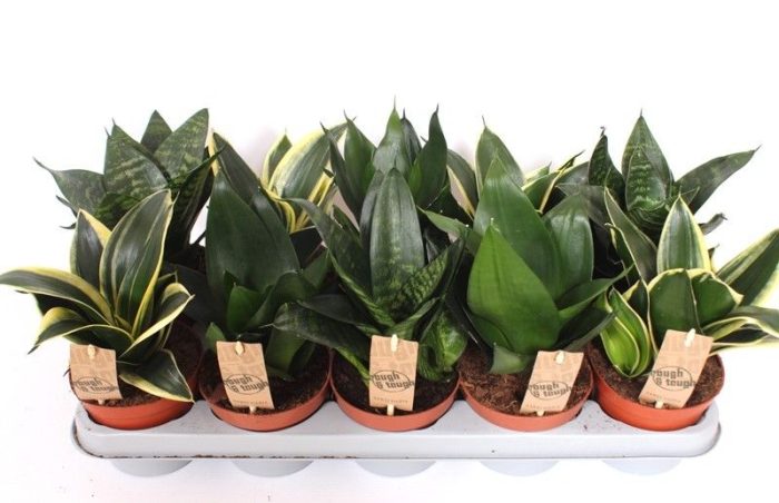 Sansevieria Hahnii mix, D 12