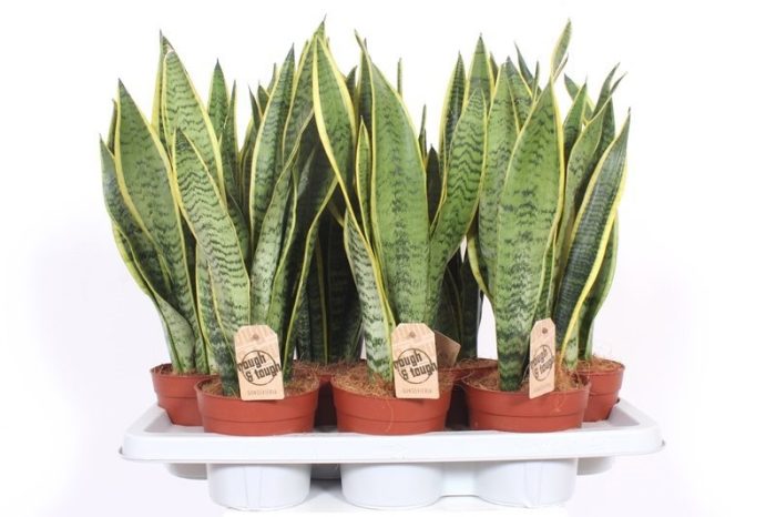 Sansevieria Laurentii, D 14