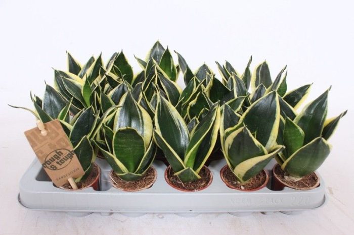 Sansevieria Lotus Hahni, D 6