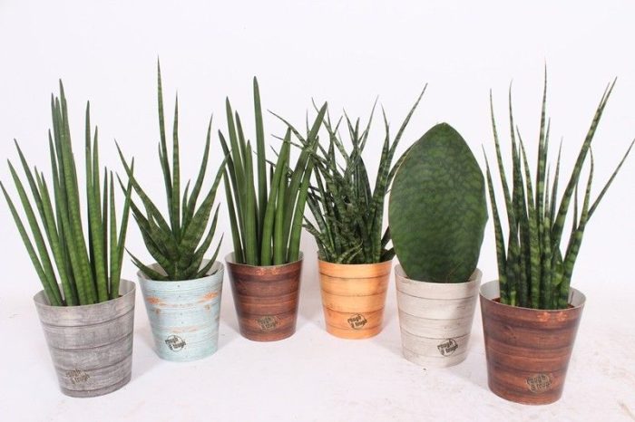 Sansevieria Luxe mix in Rough & Tough cup, D 12