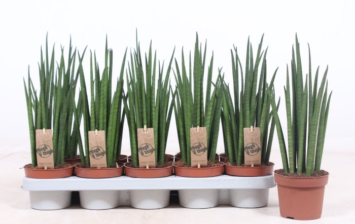 Sansevieria Mikado, D 12