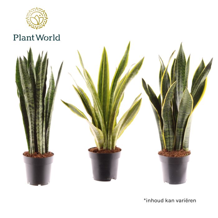 Sansevieria mix, D 14