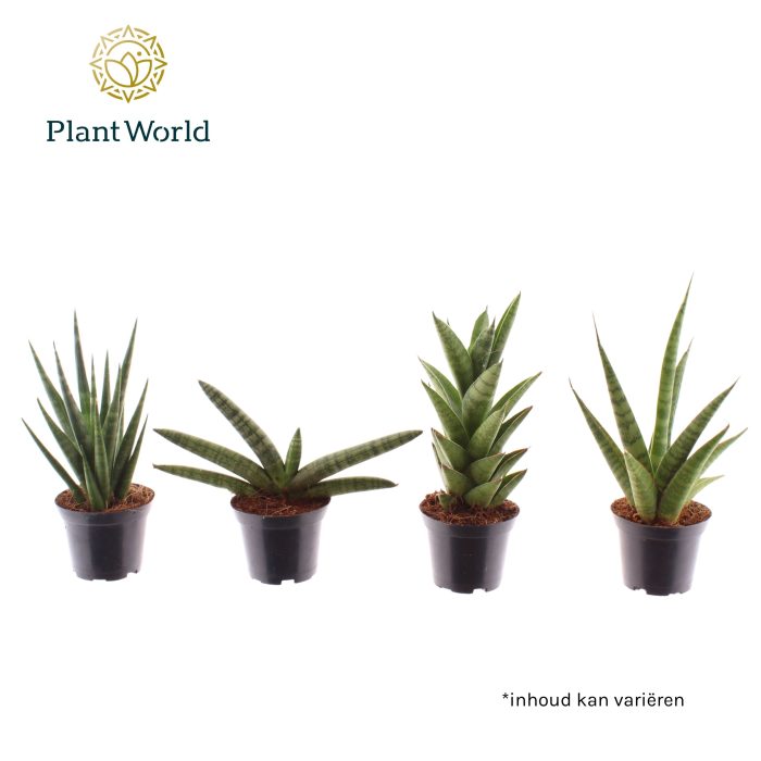 Sansevieria mix basic mix 7 cm, D 7