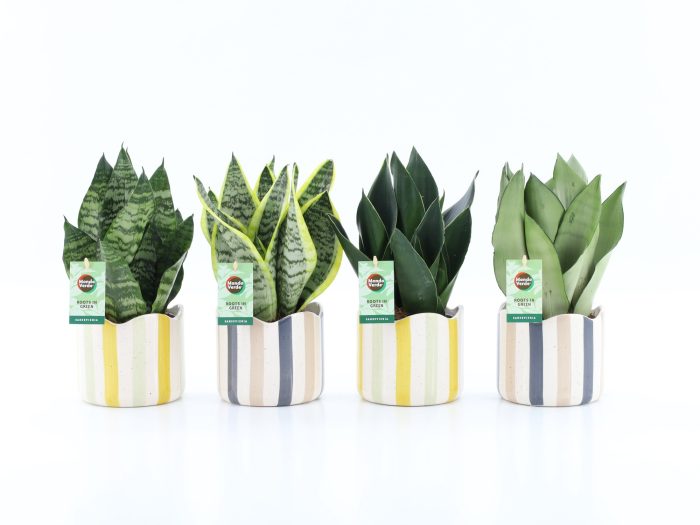 Sansevieria Mix in Nouveau keramiek, D 13