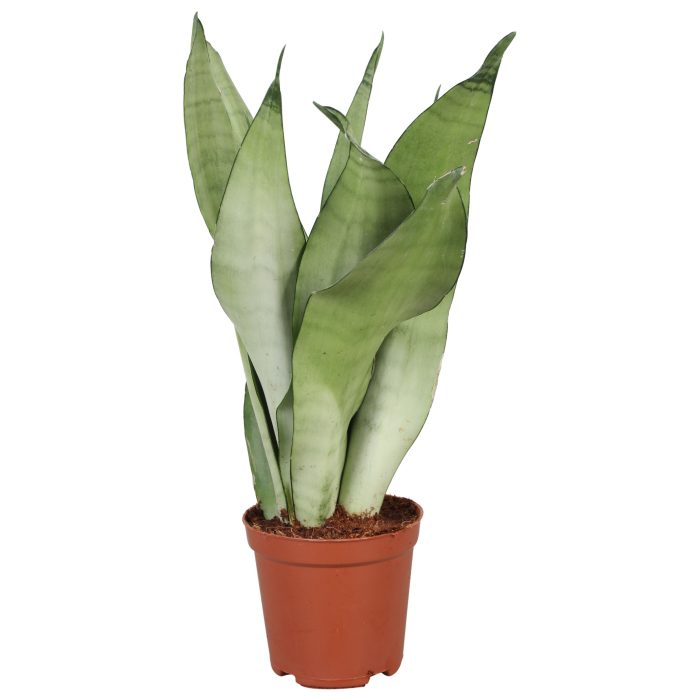 Sansevieria Moonshine, D 12