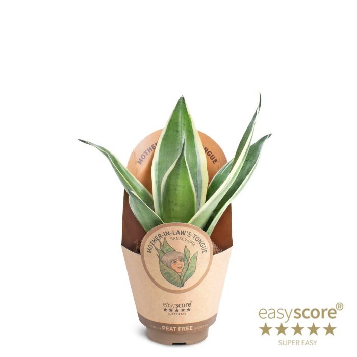 Sansevieria Silver, D 9