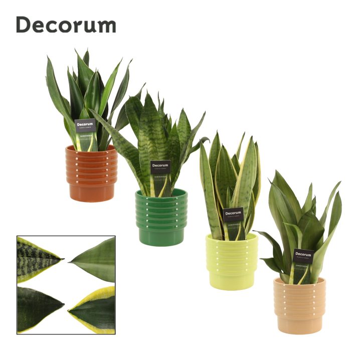 Sansevieria Super Mix 12 cm in Naemi (Natural bubble-collection), D 12