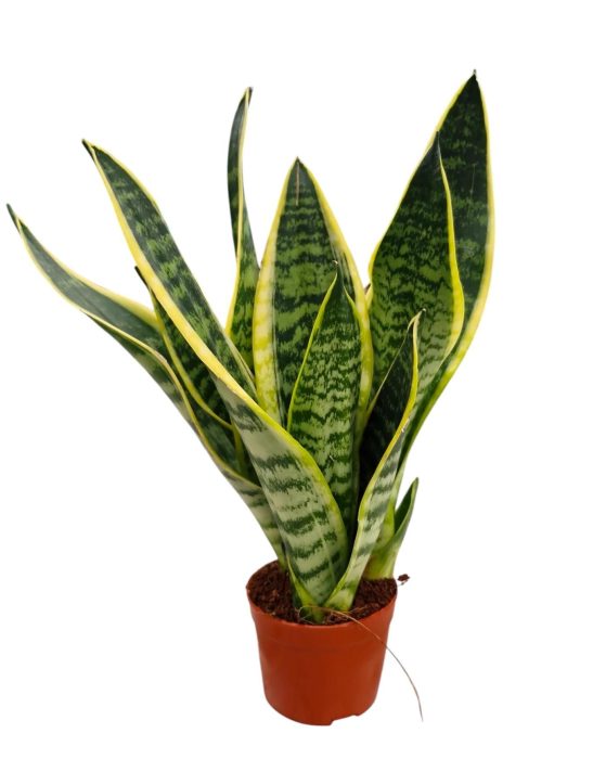 Sansevieria Superba 9, D 9