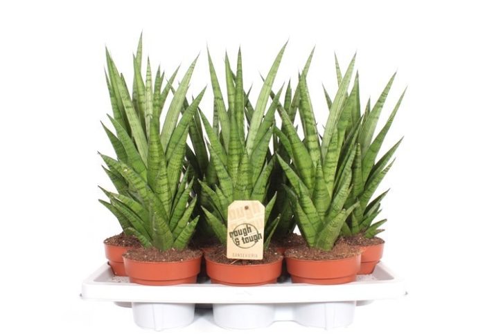 Sansevieria Tough Lady, D 14
