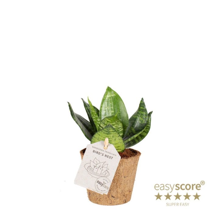 SANSEVIERIA TRIFASCIATA 'HAHNII' COCOZ, D 9