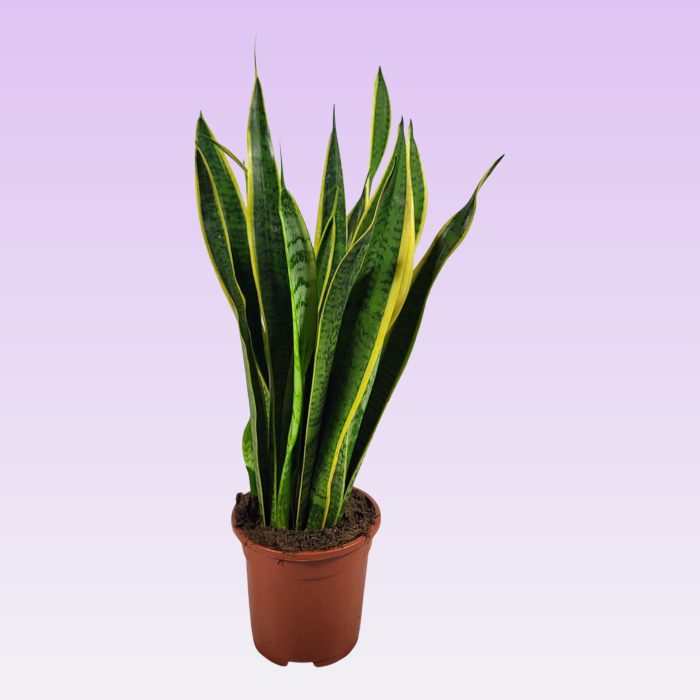 Sansevieria trifasciata 'Laurentii' 60cm, D 17