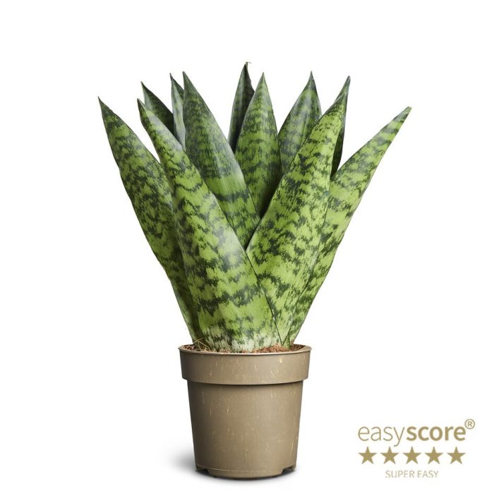 SANSEVIERIA TRIFASCIATA 'ZEYLANICA', D 11