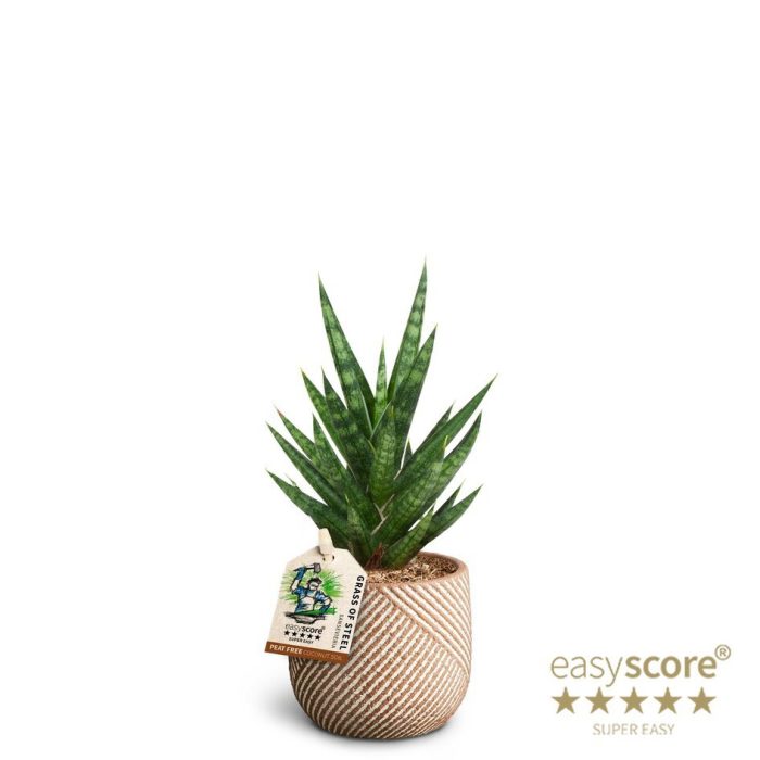 SANSEVIERIA TRIFASCIATA 40632842 Grove 'FRANCISII', D 7
