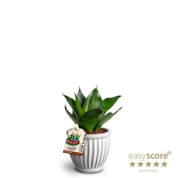 SANSEVIERIA TRIFASCIATA 40633019 Athenss 'HAHNII', D 7
