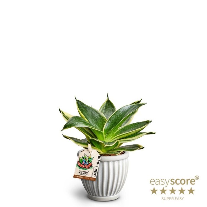 SANSEVIERIA TRIFASCIATA 40633319 Athena Pagoda 'HAHNII', D 7