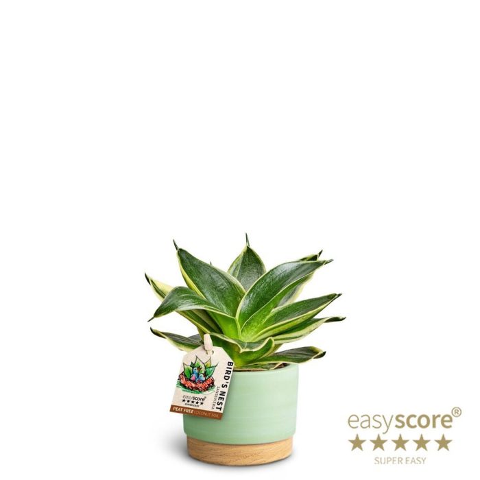 SANSEVIERIA TRIFASCIATA 40633388 WB Matcha Hahnii, D 7
